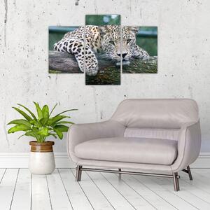 Obraz leopard (Obraz 90x60cm)