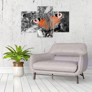 Oranžový motýľ - obraz (Obraz 90x60cm)