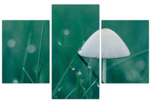 Obraz huby v tráve (Obraz 90x60cm)