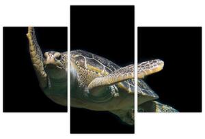 Obraz plávajúce korytnačky (Obraz 90x60cm)
