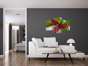 Kvitnúca rastlina - obrazy do domu (Obraz 90x60cm)