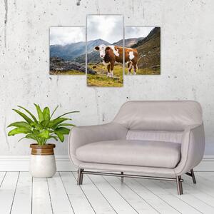 Obraz kravy na lúke (Obraz 90x60cm)