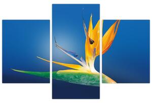 Obraz - detail kvetu (Obraz 90x60cm)