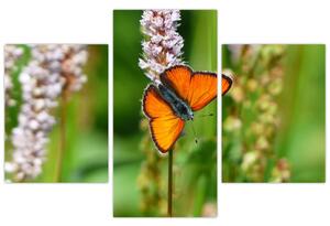 Moderný obraz motýľa na lúke (Obraz 90x60cm)