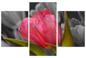 Obraz červeného tulipánu na čiernobielom pozadí (Obraz 90x60cm)
