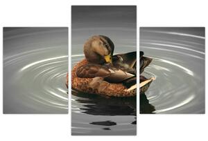 Obraz - kačice vo vode (Obraz 90x60cm)
