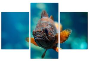 Obraz - ryba (Obraz 90x60cm)