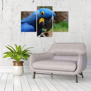 Obraz - papagáj (Obraz 90x60cm)