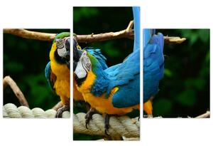 Obraz papagájov na lane (Obraz 90x60cm)