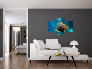Obraz - ryba (Obraz 90x60cm)