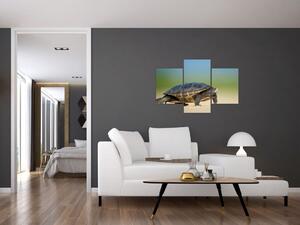 Obraz korytnačky - moderné obrazy (Obraz 90x60cm)