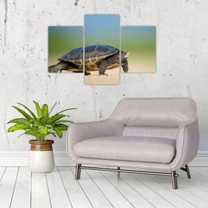Obraz korytnačky - moderné obrazy (Obraz 90x60cm)