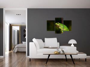 Obraz žaby (Obraz 90x60cm)