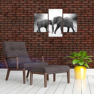 Obraz - slony (Obraz 90x60cm)