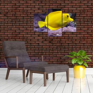 Obraz - žlté ryby (Obraz 90x60cm)