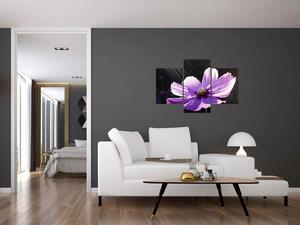 Obraz fialového kvetu (Obraz 90x60cm)