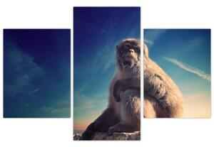 Obraz opice - obrazy zvierat (Obraz 90x60cm)