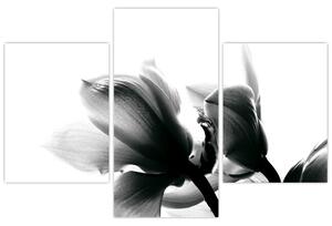 Obraz čiernobielych kvetov (Obraz 90x60cm)