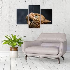 Moderný obraz - mačky (Obraz 90x60cm)