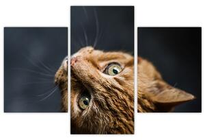 Moderný obraz - mačky (Obraz 90x60cm)