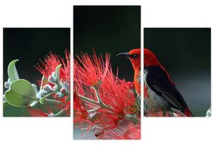 Obraz vtákov - červená (Obraz 90x60cm)