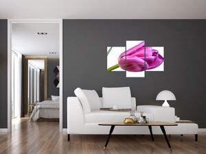 Obraz ružového tulipánu (Obraz 90x60cm)