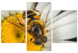 Obraz - detail včely (Obraz 90x60cm)