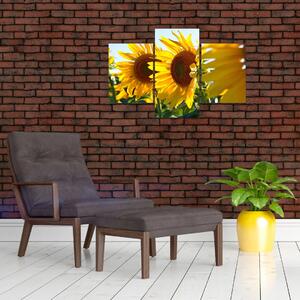 Obraz slnečníc na stenu (Obraz 90x60cm)