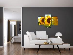 Obraz slnečníc na stenu (Obraz 90x60cm)