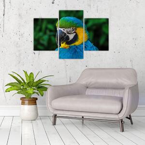 Obraz papagája (Obraz 90x60cm)