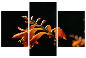 Obraz detailu kvety (Obraz 90x60cm)