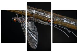 Obraz - hmyz (Obraz 90x60cm)