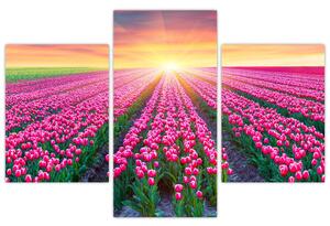 Obraz - polia kvetov (Obraz 90x60cm)
