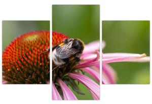 Obraz včely na kvete (Obraz 90x60cm)