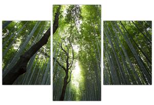 Obraz lesov (Obraz 90x60cm)