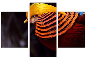 Obraz vtáka (Obraz 90x60cm)
