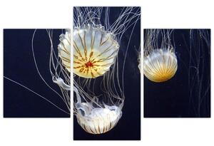 Obraz - medúzy (Obraz 90x60cm)