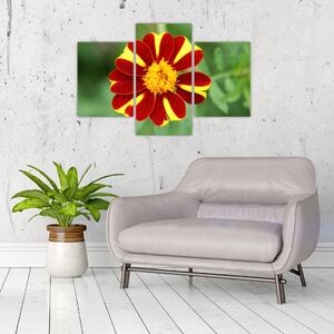 Obraz kvety na stenu (Obraz 90x60cm)