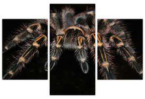 Obraz - Tarantula (Obraz 90x60cm)