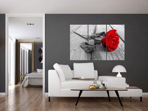 Obraz ruže s červeným kvetom (Obraz 120x80cm)