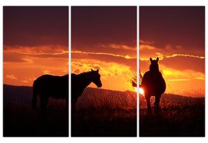 Obraz - kone pri západe slnka (Obraz 120x80cm)