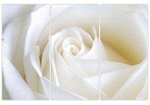 Obraz biele ruže (Obraz 120x80cm)