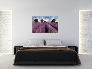 Obraz levanduľového pole (Obraz 120x80cm)