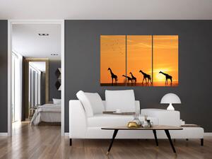 Moderný obraz - žirafy (Obraz 120x80cm)