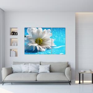 Obraz kvetu margaréty (Obraz 120x80cm)