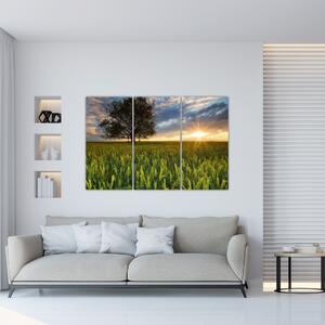 Moderný obraz - pole (Obraz 120x80cm)