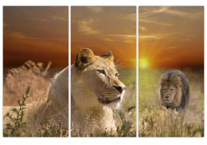 Obrazy zvierat (Obraz 120x80cm)