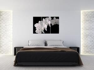 Obraz - biele orchidey (Obraz 120x80cm)