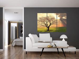 Obraz prírody - strom (Obraz 120x80cm)