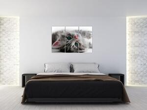 Obraz mačky (Obraz 120x80cm)